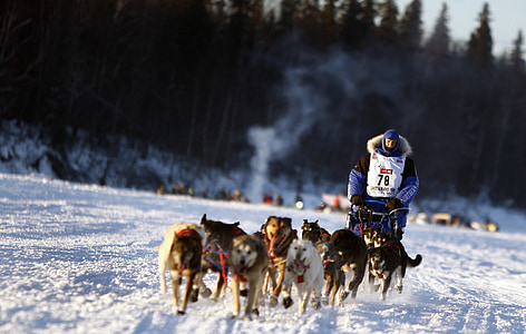 man riding sled pulled by pack of dogs thumbnail
