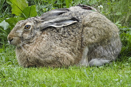 brown hare sitting on grass thumbnail