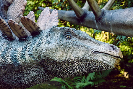 gray animal thumbnail