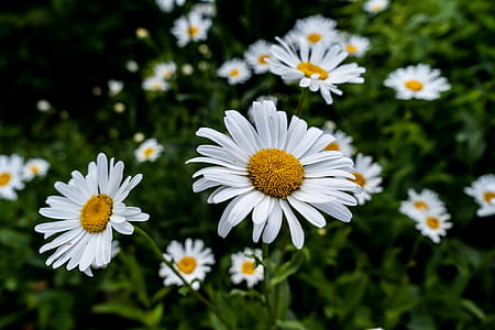 Selective Focus of White Daisy Flower thumbnail