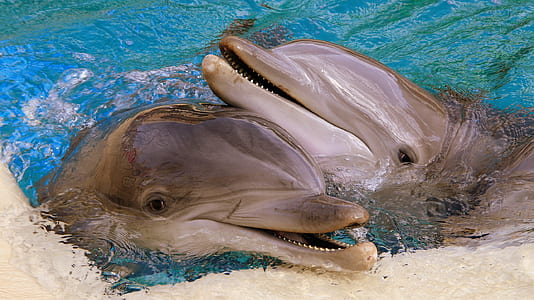 two gray dolphins swimming on body of water at daytime thumbnail