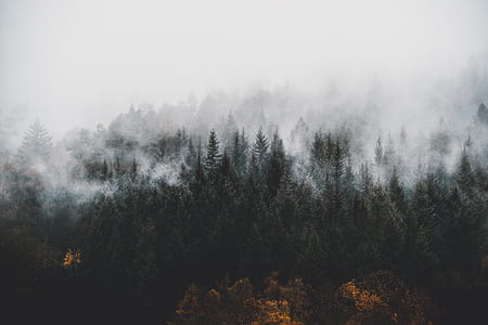 landscape photography of forest covered with fog during daytime thumbnail