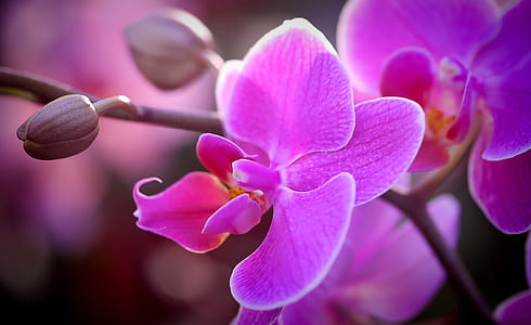 pink moth orchids in bloom close up photo thumbnail