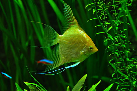 underwater photography of yellow angelfish thumbnail