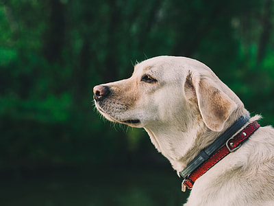 yellow Labrador Retriever wearing blue and red dog collar thumbnail