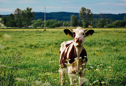 brown and white cow standing near barbed wire fence thumbnail