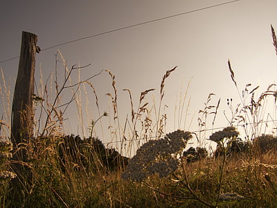landscape photography of flowers thumbnail