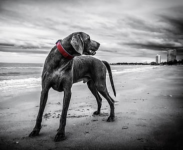 greyscale photo of dog on seashore thumbnail