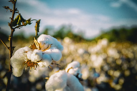 tilt shift lens photography of cotton field thumbnail