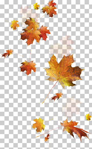Autumn Leaves Autumn leaf color, Falling leaves, dried maple leaves PNG clipart