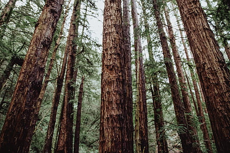 green leafed trees during daytime thumbnail