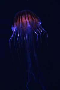 blue and maroon jelly fish digital wallpaper thumbnail