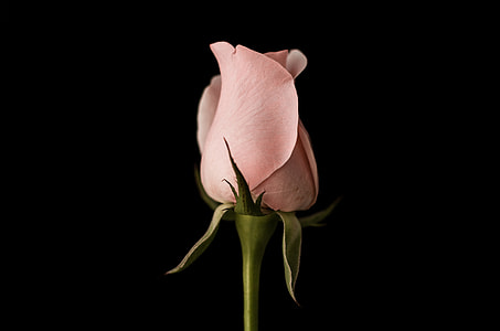 low light photography of pink rose thumbnail