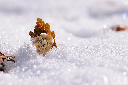brown leaf in snow covered field in macro shot thumbnail