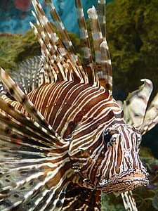 brown and white lion fish thumbnail