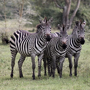 three zebras on forest thumbnail