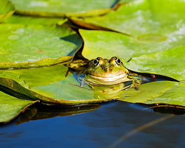 green frog on lily pod thumbnail