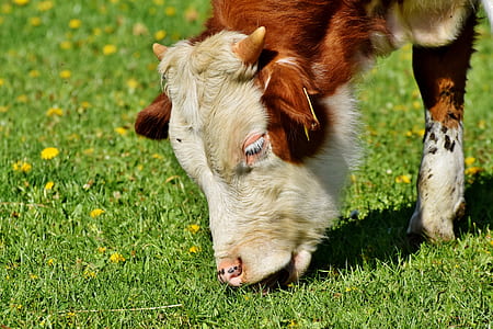 cattle eating grass thumbnail