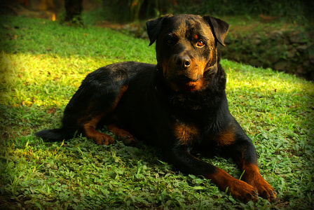 selective focus photography of rottweiler on green grass thumbnail
