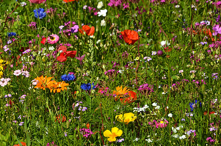 multi-colored petaled flowers in bloom during daytime thumbnail