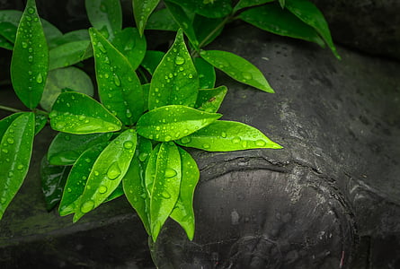 green leafed plants thumbnail