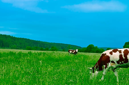 white and brown cow eating grass thumbnail