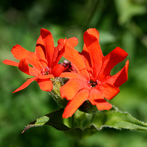 Fluffy Floating Flowers, Wildflower thumbnail