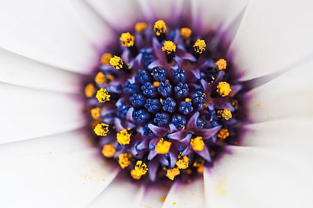 purple and orange polygrians thumbnail