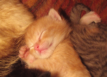 sleeping orange tabby kitten thumbnail