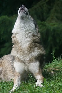white and brown wolf howling while resting on green grass near green leaf trees thumbnail