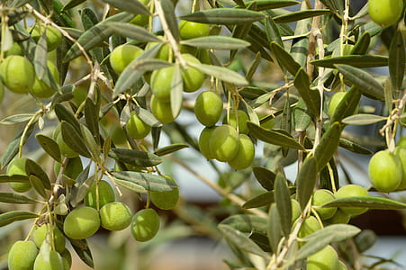 photo of green fruits thumbnail