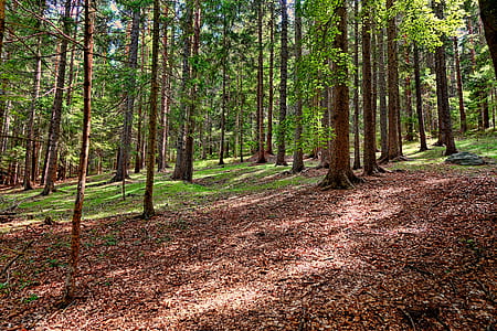 green leaf trees during daytime thumbnail