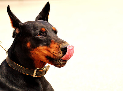 black and brown dog thumbnail