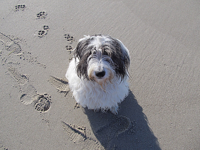 adult black and white bearded collie sits on sand at daytime thumbnail