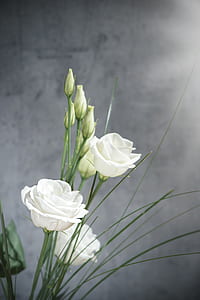close-up photography of three white rose flowers thumbnail