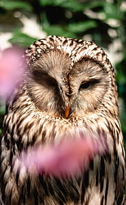 brown barn owl selective focus photography thumbnail