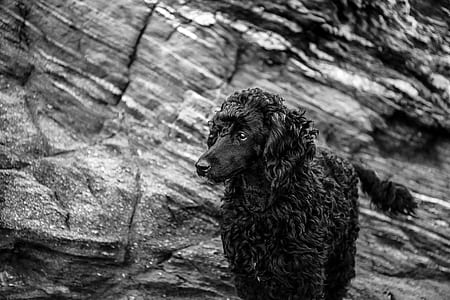 grayscale photography of dog on front of rock formation thumbnail