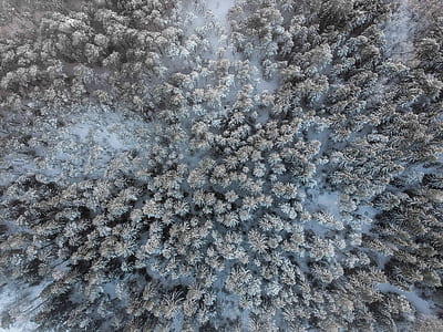 aerial photography of snow cap pine trees thumbnail