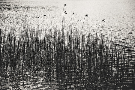 Cane on lake thumbnail