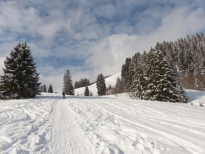 low angle photography of pine trees under white and blue sky thumbnail