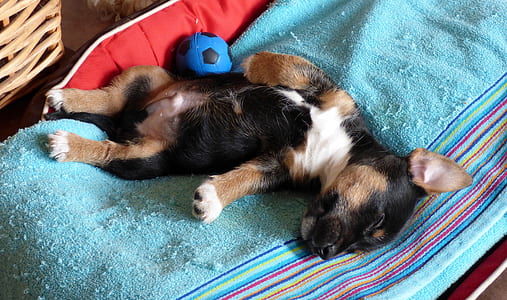 puppy sleeping on teal textile thumbnail