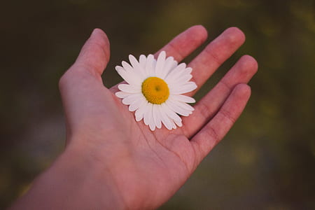 White and Yellow Petaled Flower on Human Palm thumbnail