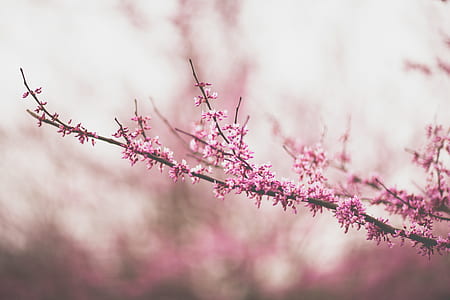 pink fringe flowering tree close up photo thumbnail