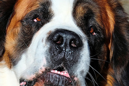 closeup photo of adult St. Bernard thumbnail