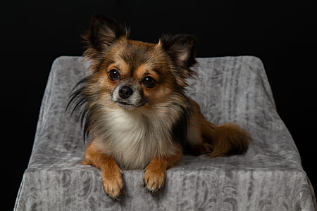 animal, dog, pet, cute thumbnail