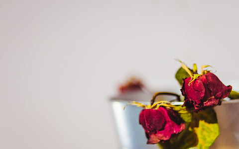 red roses on selective focus photo thumbnail
