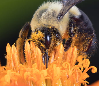 macro shot of carpenter bee sipping on flower thumbnail