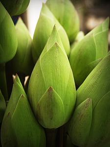 green lotus flower bud selective focus photography thumbnail