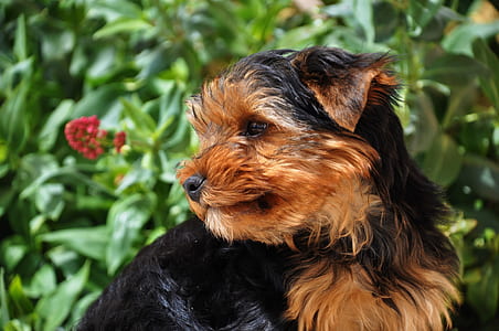 selective focus photo of black and tan Yorkshire terrier puppy thumbnail