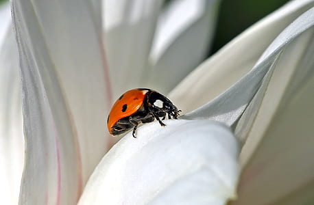 ladybird on white surface thumbnail